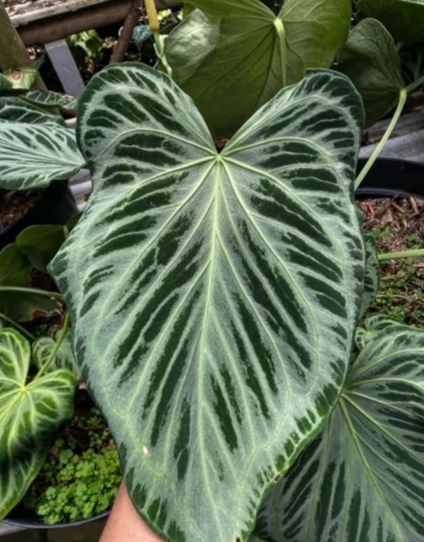 Silver king buetterplay